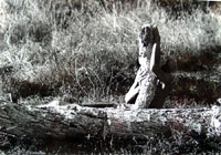 tree performance ibiza, 1974