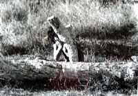tree performance ibiza, 1974